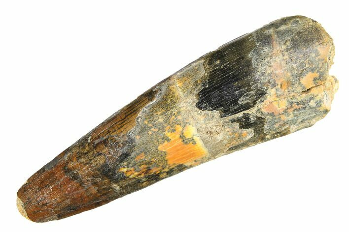 Fossil Spinosaurus Tooth - Real Dinosaur Tooth #298106